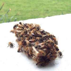 Beekeeping queenbee queen cage with cover honey bees