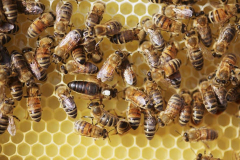 marked mated queen honeybee