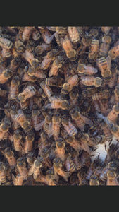 Honeybees bearding on beehive hivebody beekeeping picture