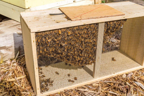 3 pound package of honey bees & unmarked mated queenbee