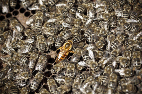unmarked mated queen honey bee
